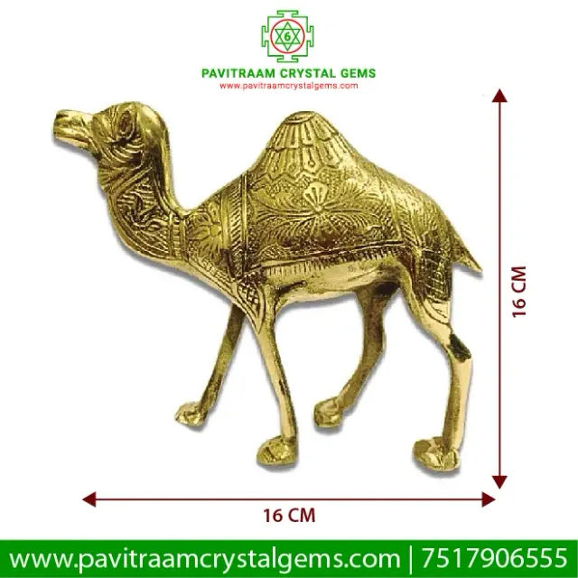 🐪 Camel Idol – WSW & West Zone Dedication, Focus & Strong Work Bond Enhancer